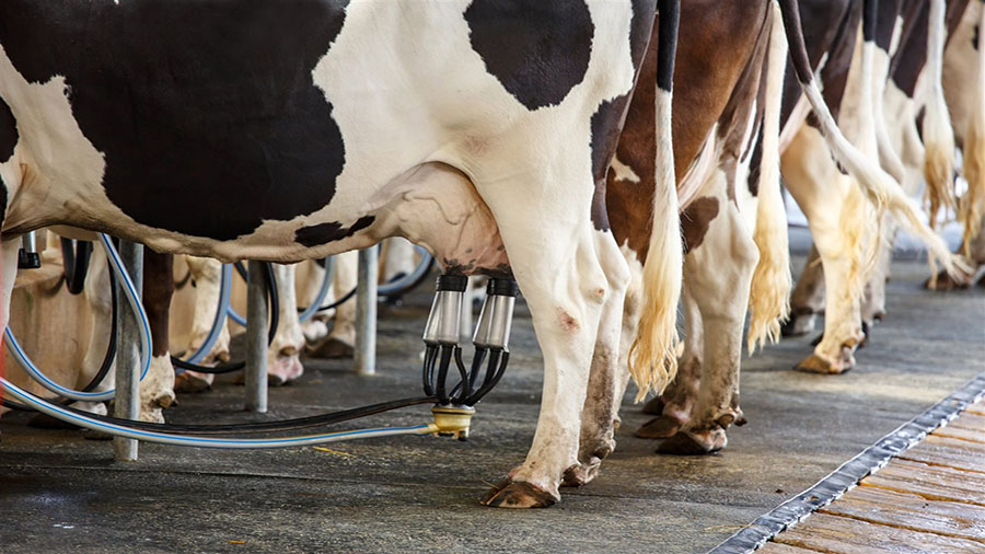 نقش سلامت گاو در افزایش شیر
