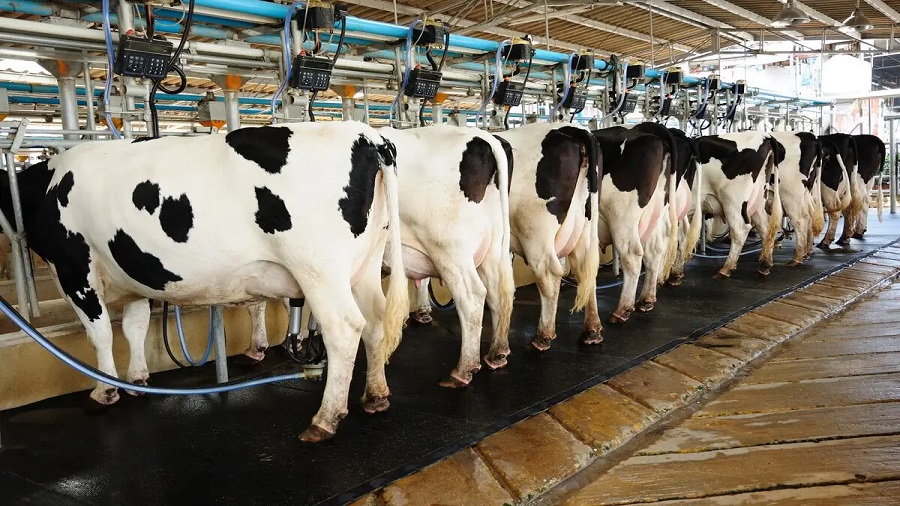 نقش تغذیه در افزایش شیر گاو