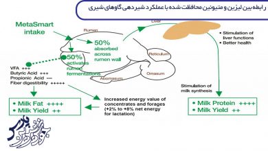 تصویر رابطه بین لیزین و متیونین محافظت شده با عملکرد شیردهی گاوهای شیری – متاآنالیز