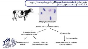 ارزیابی مکمل Megasphaera elsdenii بر تخمیر شکمبه، عملکرد تولید، صفات لاشه و سلامت نشخوارکنندگان