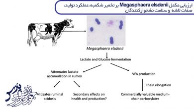 تصویر ارزیابی مکمل Megasphaera elsdenii بر تخمیر شکمبه، عملکرد تولید، صفات لاشه و سلامت نشخوارکنندگان