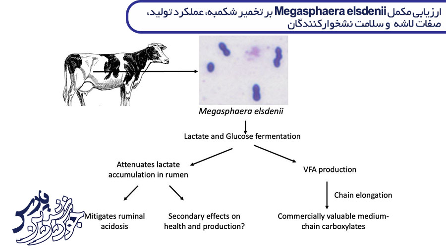 ارزیابی مکمل Megasphaera elsdenii