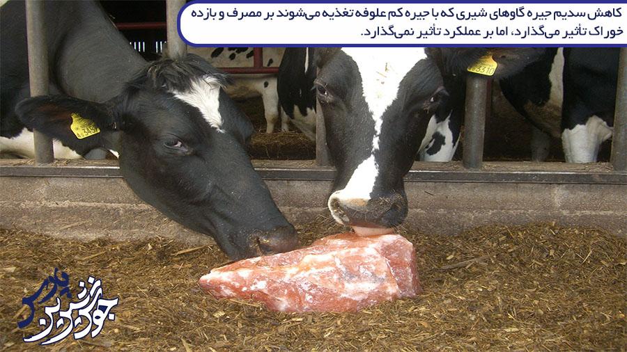 کاهش سدیم جیره گاوهای شیری