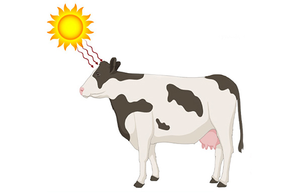 استرس گرمایی گاوها