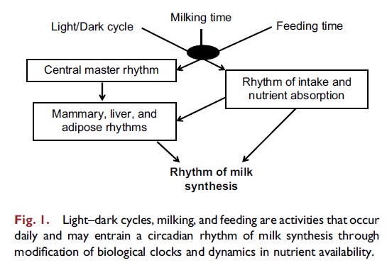 اهمیت ریتم شبانه روزی در تغذیه گاوهای شیری