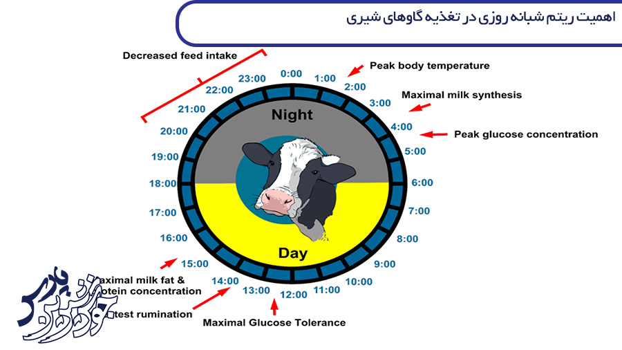 اهمیت ریتم شبانه روزی در تغذیه گاوهای شیری