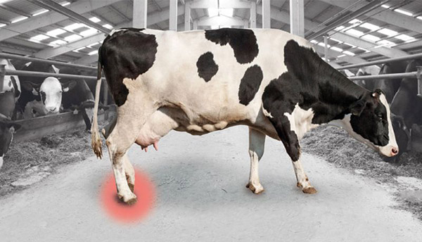 کاهش شیر گاو
