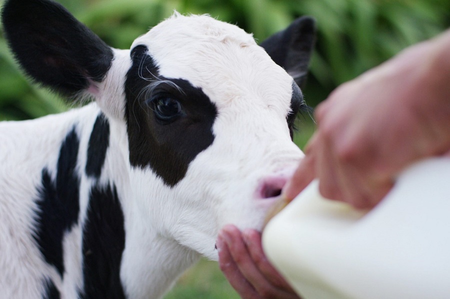 نکات مهم در استفاده از مکمل برای گاو شیری