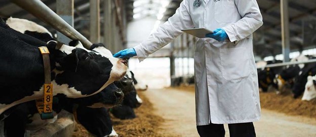 محدودیت‌های استفاده از مکمل برای گاو شیری