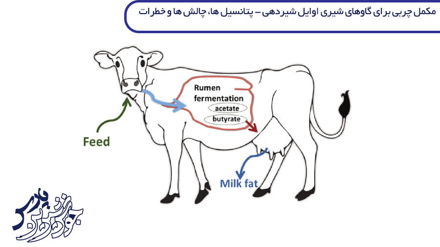تصویر مکمل چربی برای گاوهای شیری اوایل شیردهی – پتانسیل ها، چالش ها و خطرات – متاآنالیز
