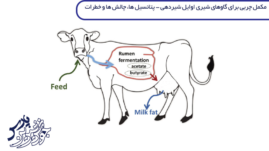 Fat Supplement For Diary Cows