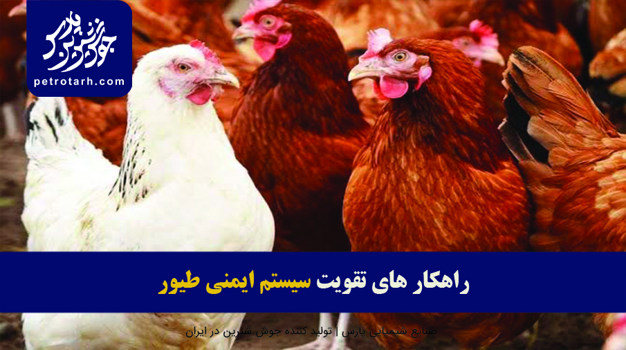 راهکار های تقویت سیستم ایمنی طیور