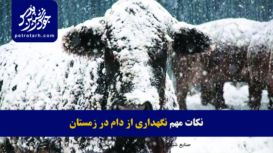 راهکار ها و نکات مهم نگهداری از دام در زمستان