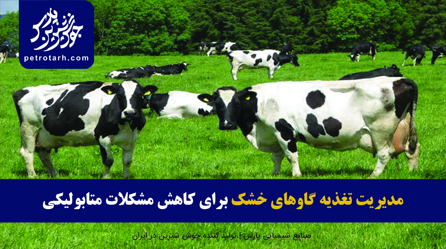 مدیریت تغذیه گاو های خشک برای کاهش مشکلات متابولیکی پس از زایمان