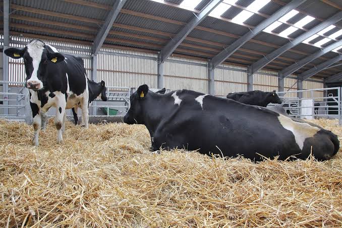 Dry cow nutrition management