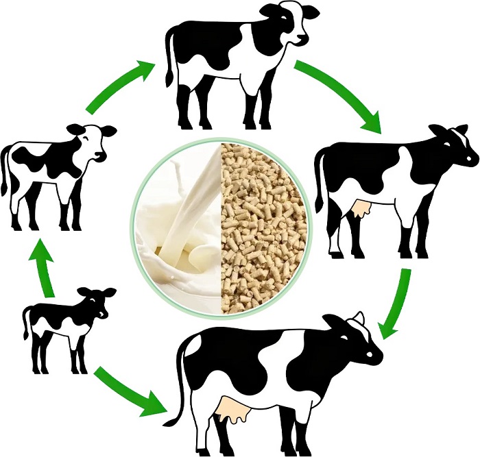 Dry cow nutrition management